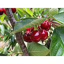 Cherry of Sant Climent