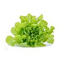 green oak leaf lettuce