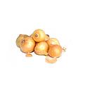 Sweet white Onion 