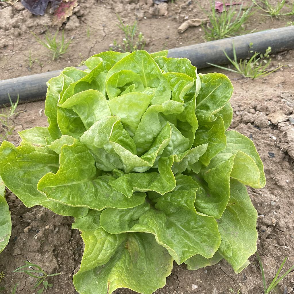Lechuga Trocadero
