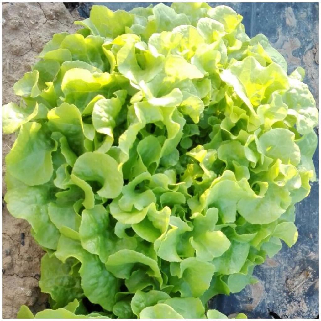 green oak leaf lettuce