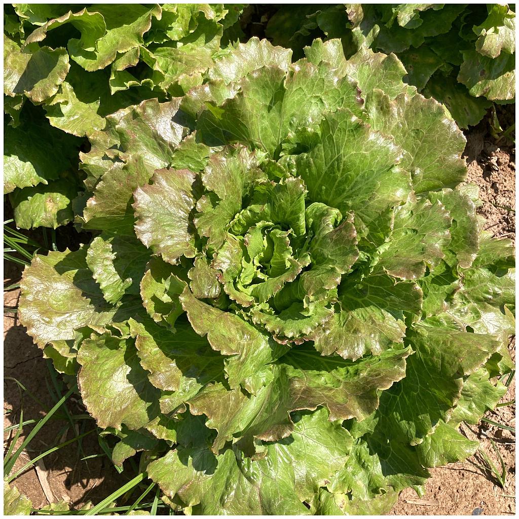 Lechuga maravilla
