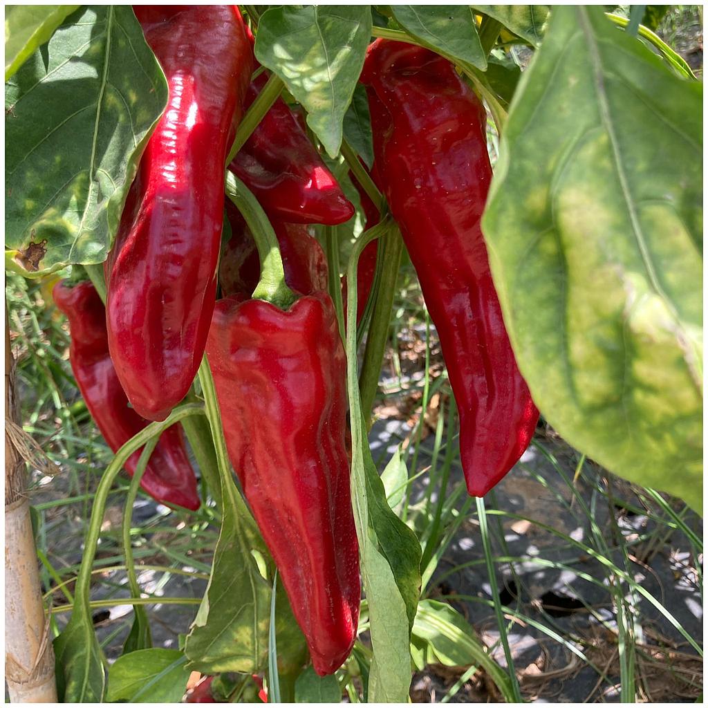 Pimiento rojo freir 
