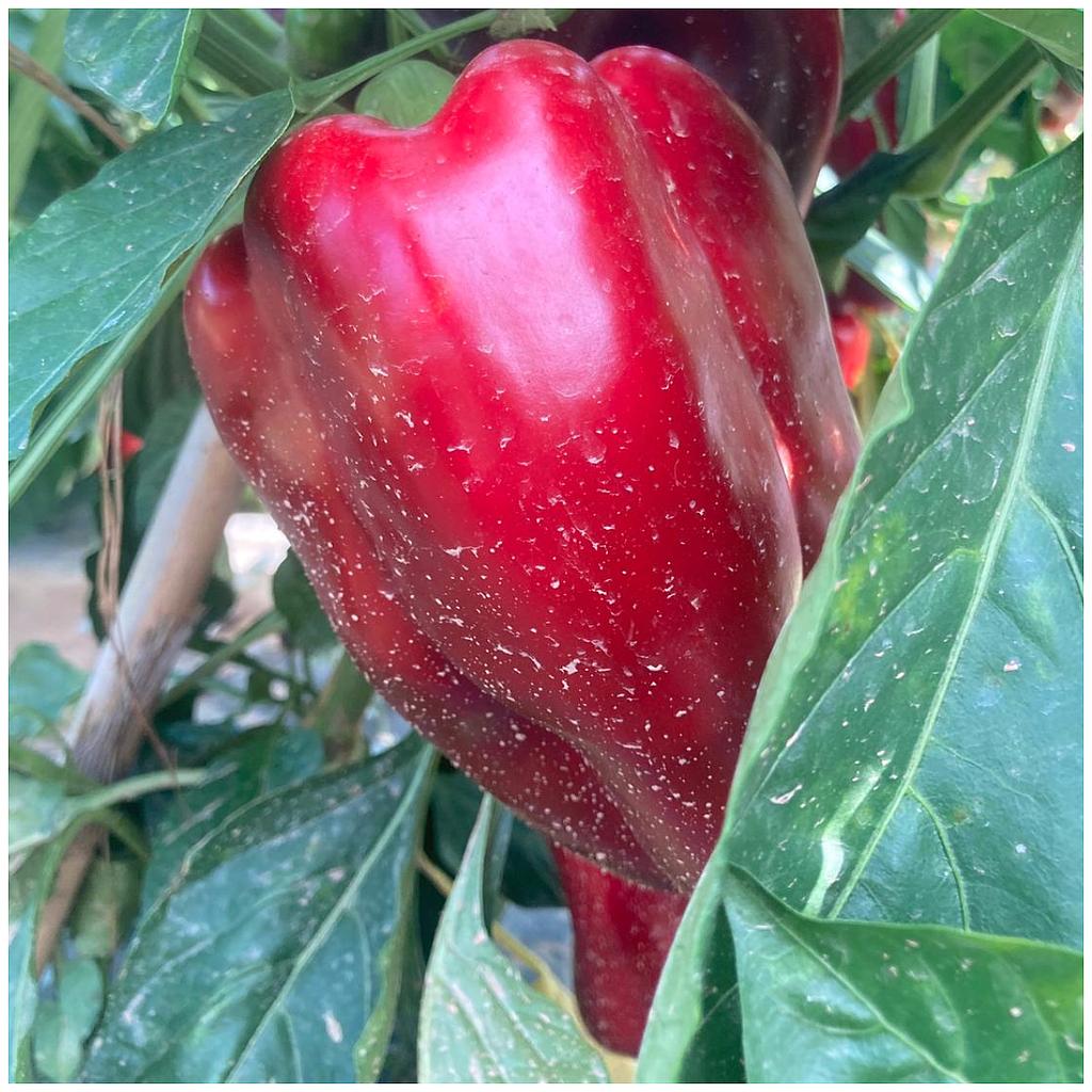 Red Pepper &quot;Alcudia