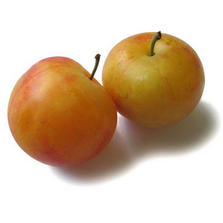 Prunell o mirabolà 