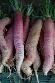 Big radish