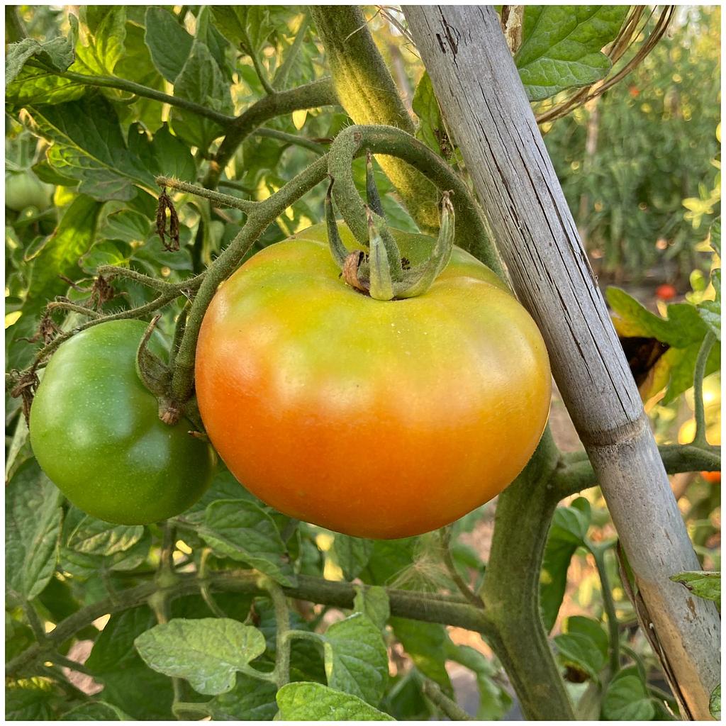 Tomato salad