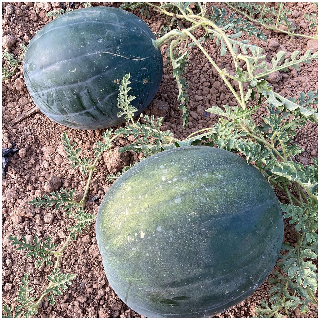 Sandia entera ( peso aprox. 5kg/6kg)