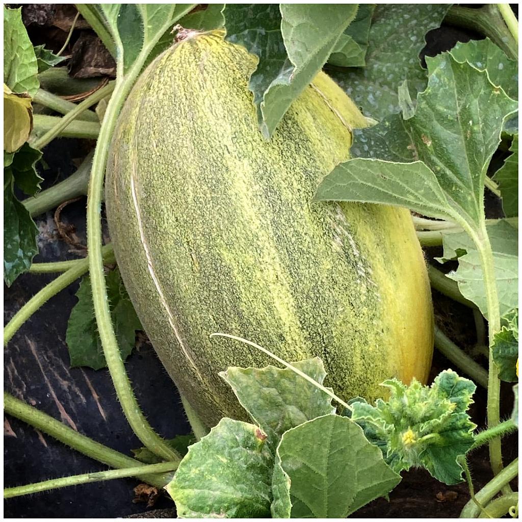 Meló Pinyonet (Pes aprox. de 1,5/1,8kg )
