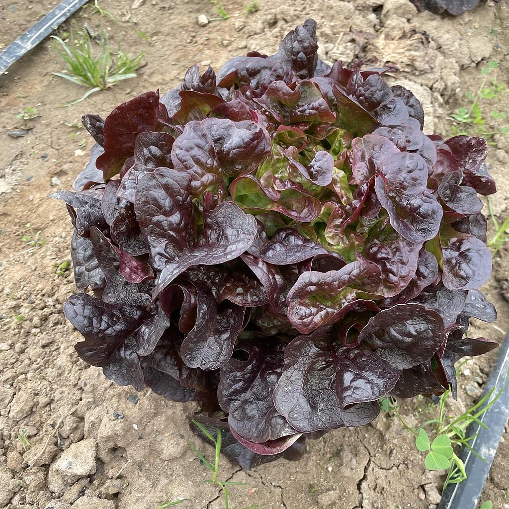 Lechuga hoja de roble 