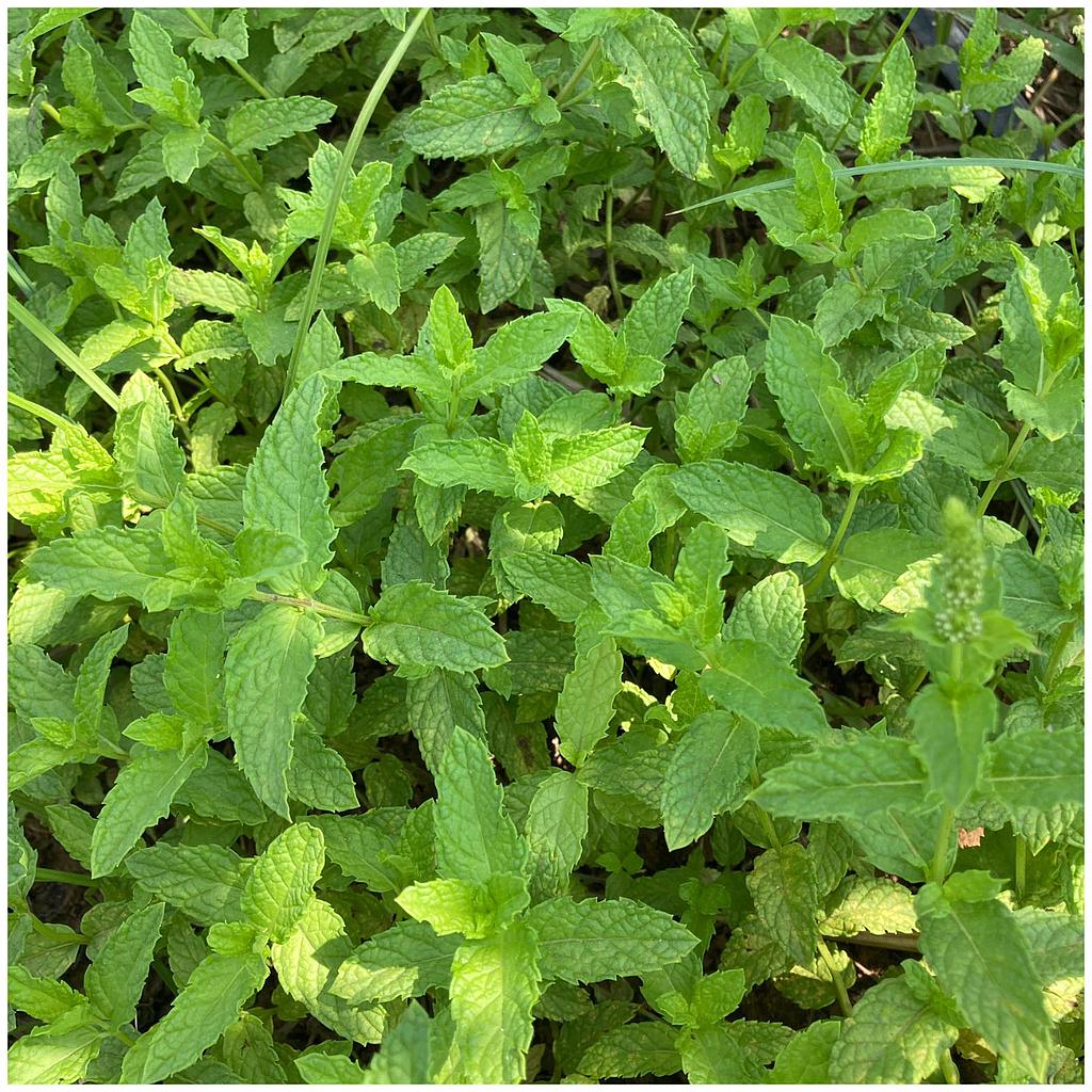 Manat de menta 100gr.