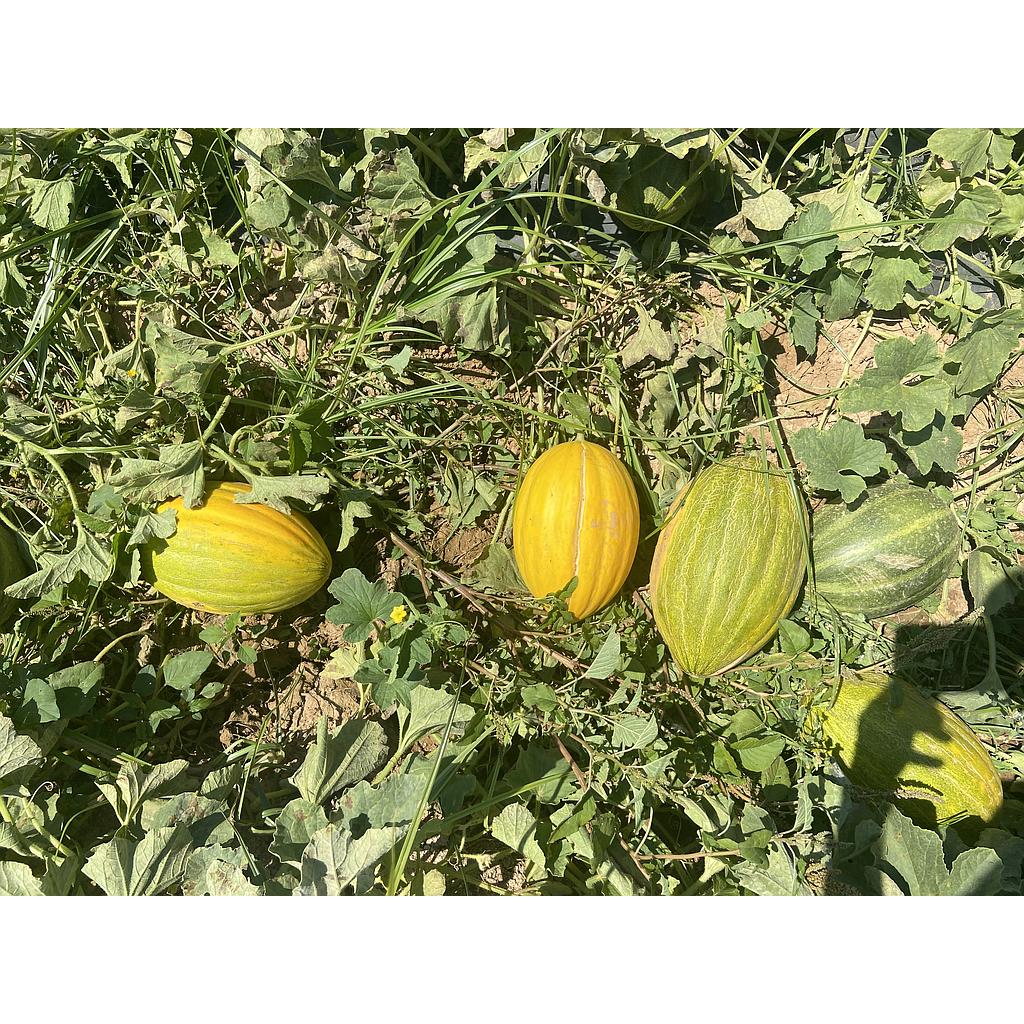 Meló Pinyonet meitat (de 1 kg. a 1,2kg aprox)