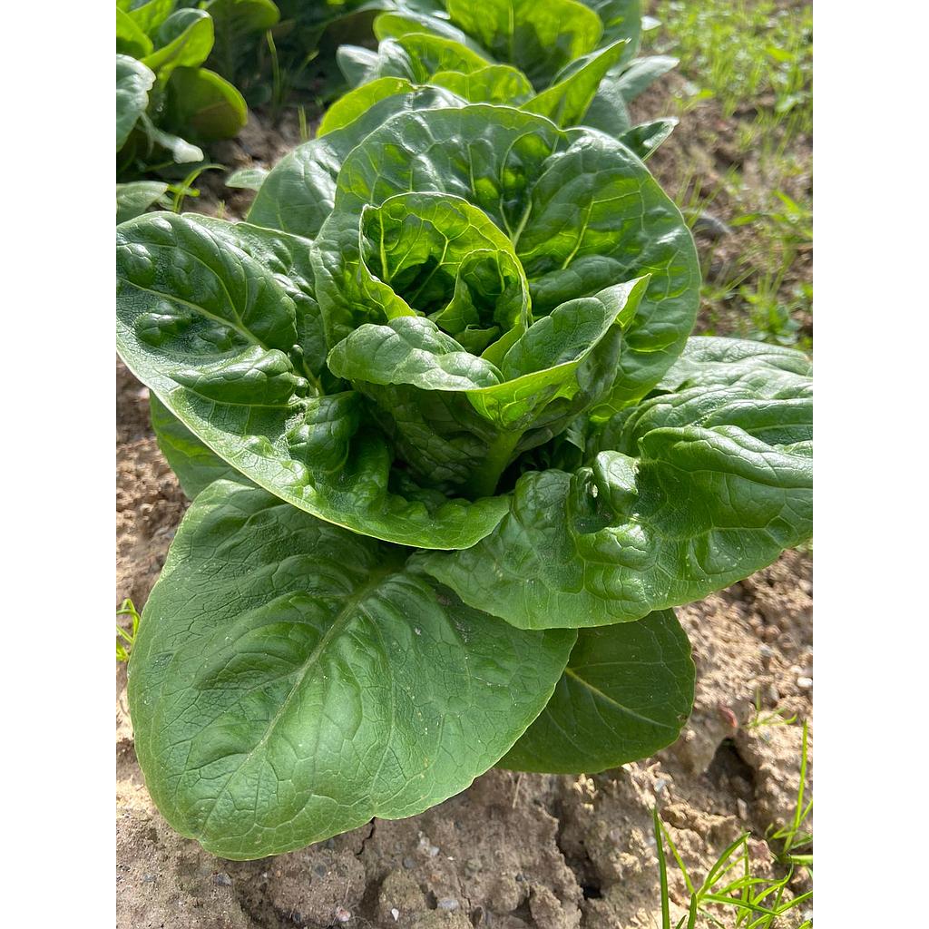 Cabdells OFERTA! 3u. 