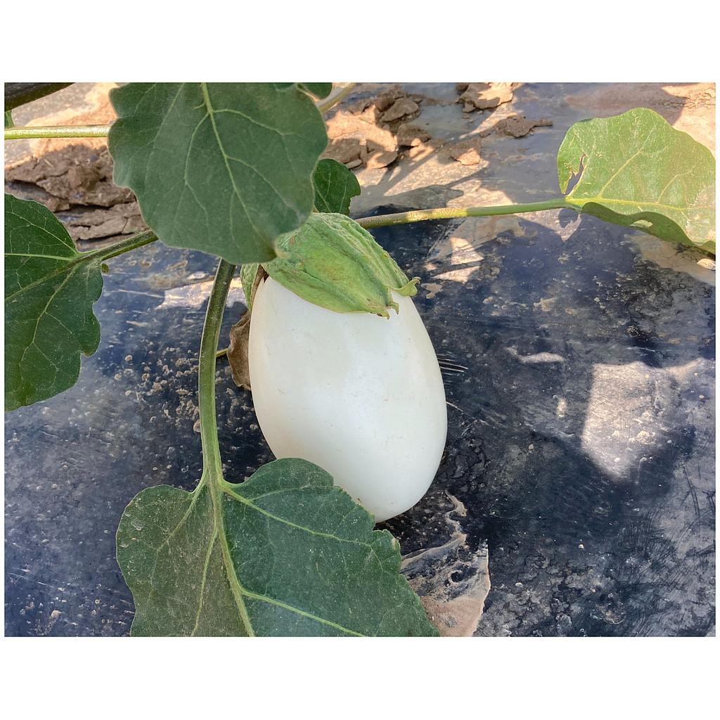 Albergínia blanca