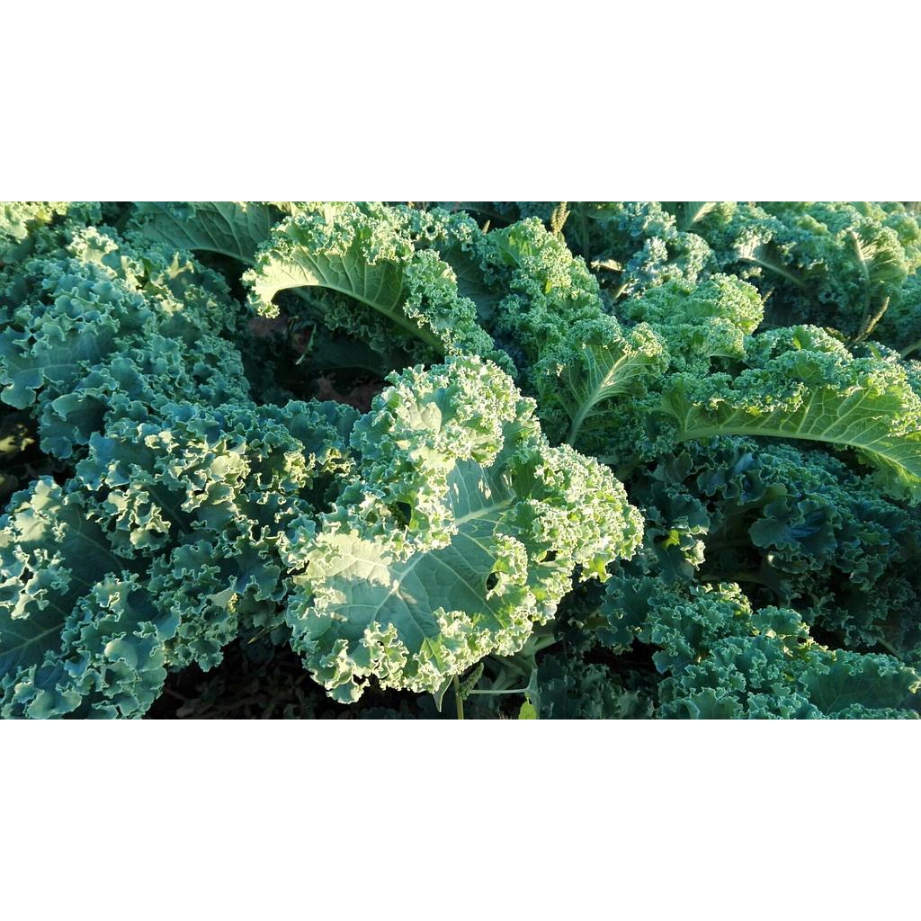 Col Kale verd/ morat(manat 0,300kg)