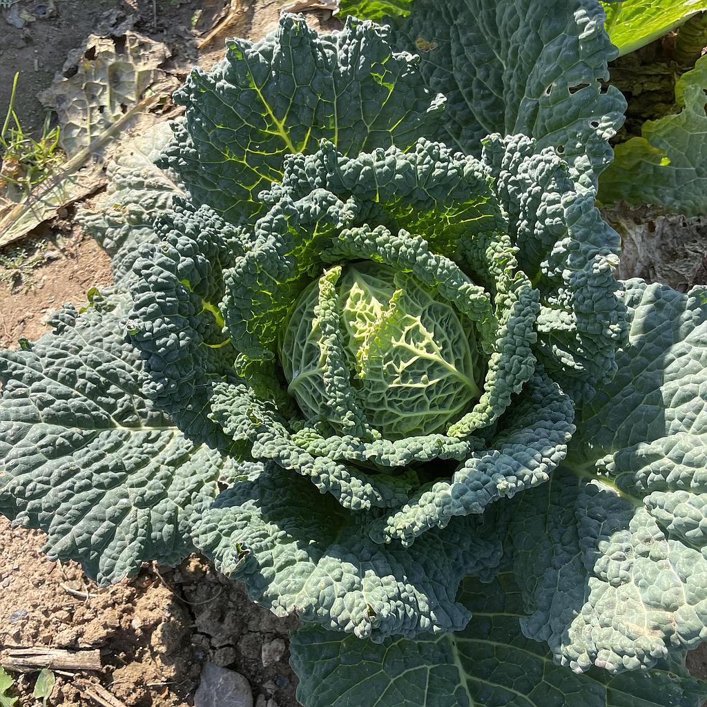 Cabbage curly 