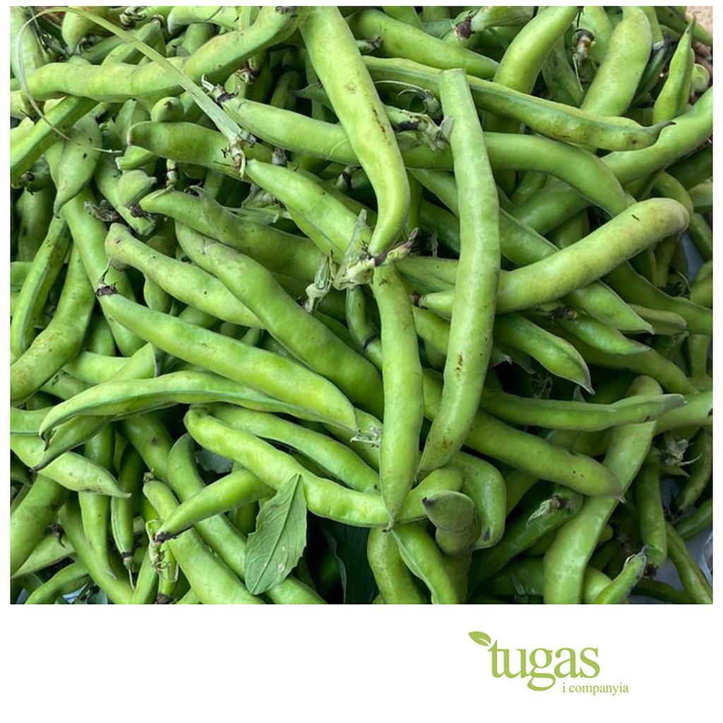 Brod beans 2kg  Oferta  