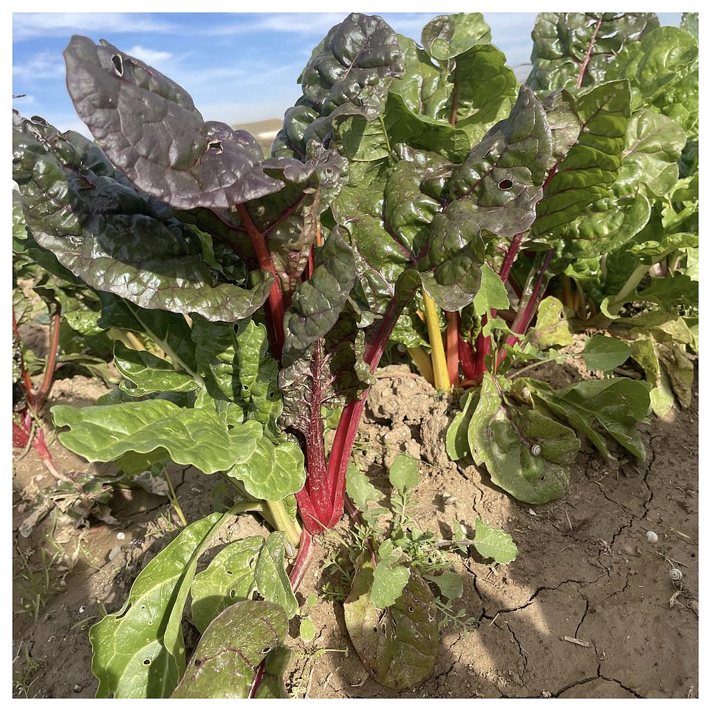 Bleda de colors ( Manat 0,500 Kg)