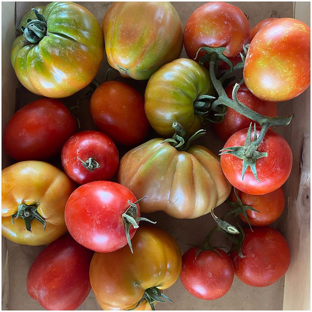 Selecció de Tomàquets 2KG 