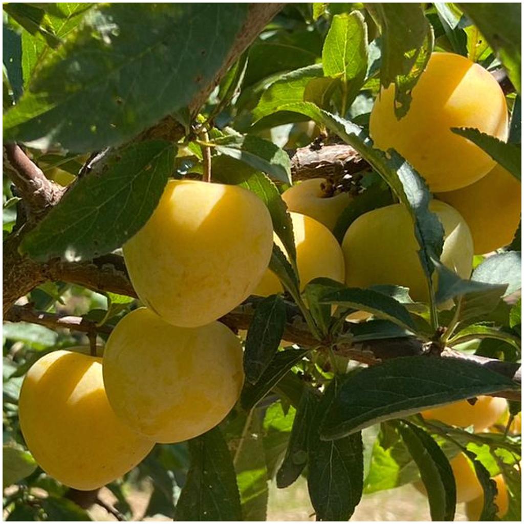 Pruna Groga (Oferta kg sencer)
