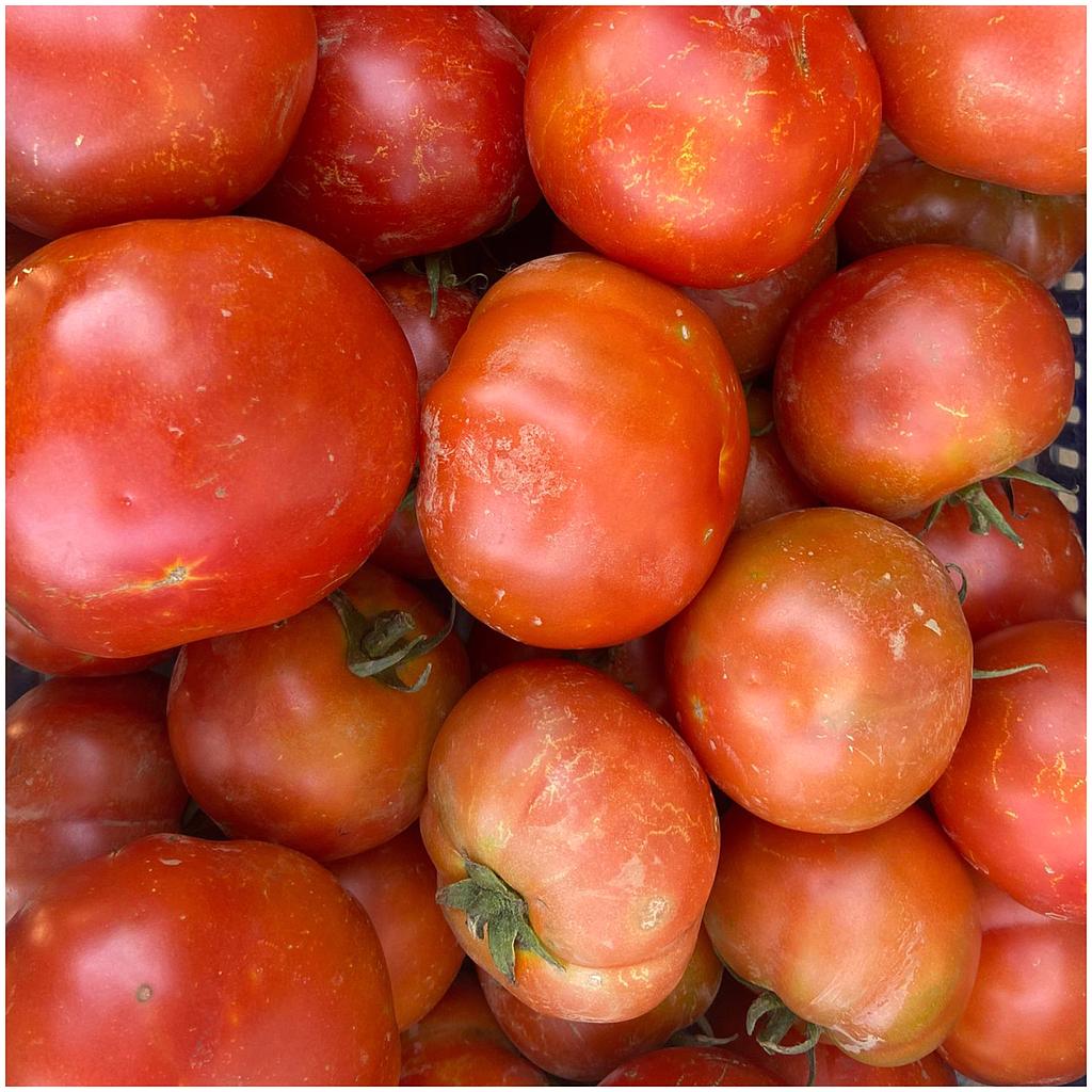 PROMOCIÓ! Tomàquet per fer conserva 10KG 