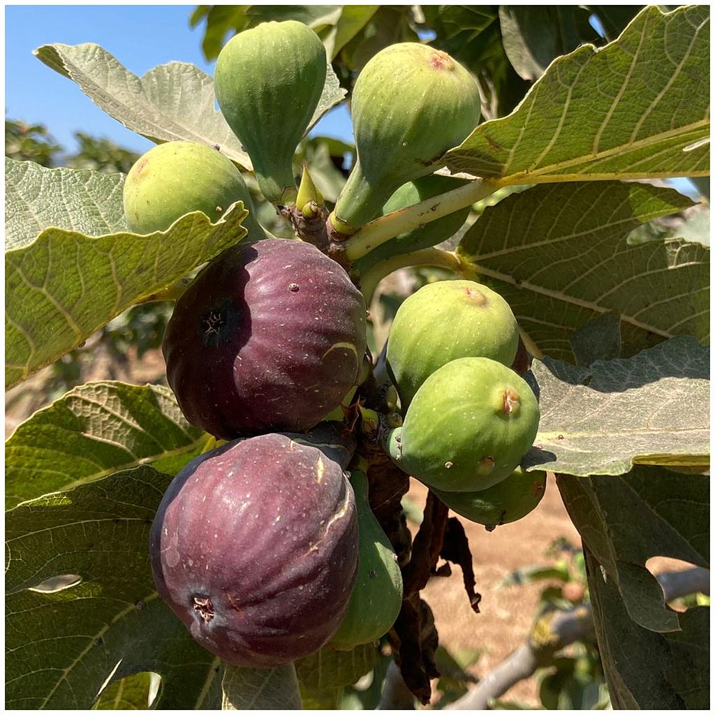 Figues coll de dama 1Kg  OFERTA!!