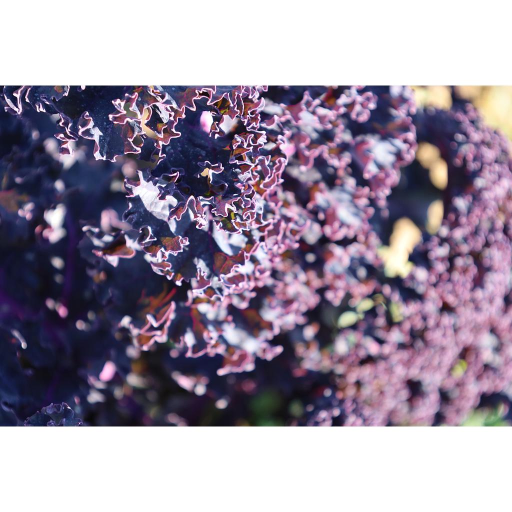 Col Kale Morada (manat 0,300kg) 