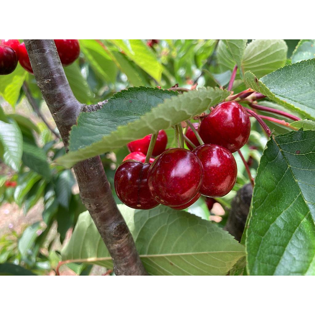 Cirera Burlat  0,5kg