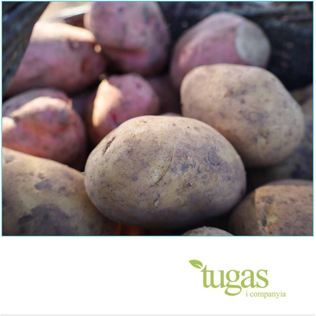 Patata OFERTA 5KG!