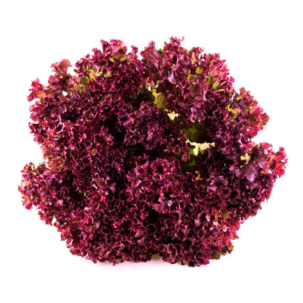 Enciam Lollo Rosso